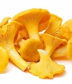Користь і шкода савойської капусти - 10 корисних властивостей, протипоказання і рецепти приготування (капусти) Користь і шкода савойської капусти - 10 корисних властивостей, протипоказання і рецепти приготування