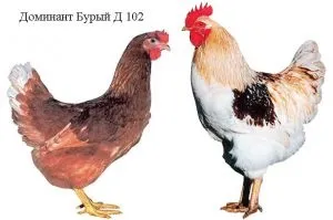 Порода курей домінант опис, фото, характеристики