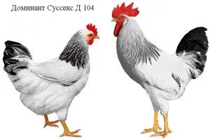Порода курей домінант опис, фото, характеристики