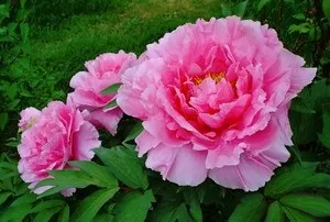 Посадка і догляд за півоніями у відкритому грунті (грунті) Посадка і догляд за півоніями у відкритому грунті