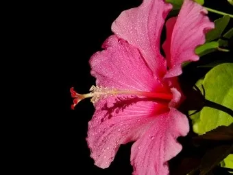 Корисні властивості чаю з гибискуса (гібіскуса) Корисні властивості чаю з гибискуса
