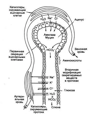 Поняття клітинної фізіології (клітинної) Поняття клітинної фізіології