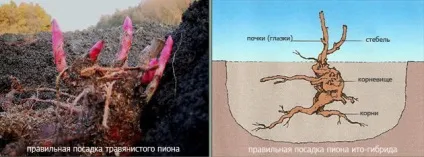 Посадка і догляд за півоніями у відкритому грунті (посадка догляд квіти півоній відкритому грунті деревовидні трав'янистий тонколиста гібриди бартзелла Іто) Посадка і догляд за півоніями у відкритому грунті