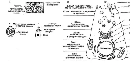 Поняття клітинної фізіології (клітинної) Поняття клітинної фізіології