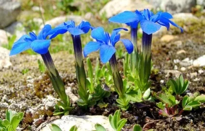 Посадка тирлич вирощування, технологія посадки, фото, вибираємо (посадки) Посадка тирлич вирощування, технологія посадки, фото, вибираємо