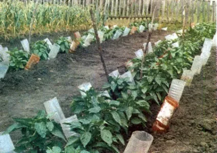 Полив з пластикових пляшок (пляшок) Полив з пластикових пляшок