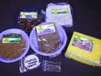 Посів і вирощування тирличу, квіти в саду (садиба) (тирлич) Посів і вирощування тирличу, квіти в саду (садиба)