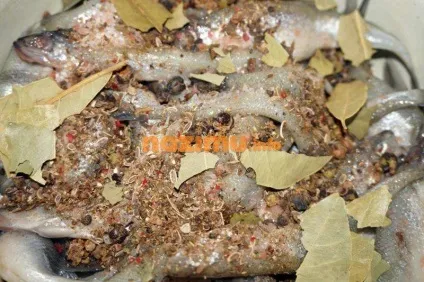Посол корюшки - фото рецепт заготовки в домашніх умовах (посол корюшки в домашніх умовах) Посол корюшки - фото рецепт заготовки в домашніх умовах