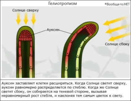 Повертаються чи соняшники за сонцем (геліотропізм) Повертаються чи соняшники за сонцем