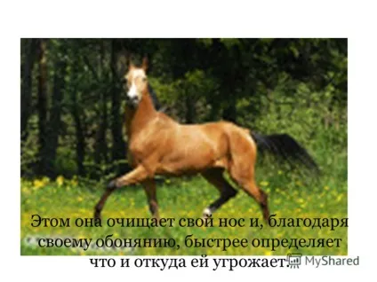 Презентація на тему чому злякавшись коня починають фиркати цьому вона очищає свій ніс і, (презентація) Презентація на тему чому злякавшись коня починають фиркати цьому вона очищає свій ніс і,