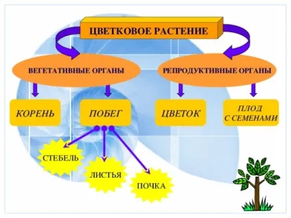 Презентація до уроку