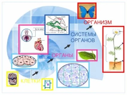 Презентація до уроку