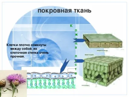 Презентація до уроку