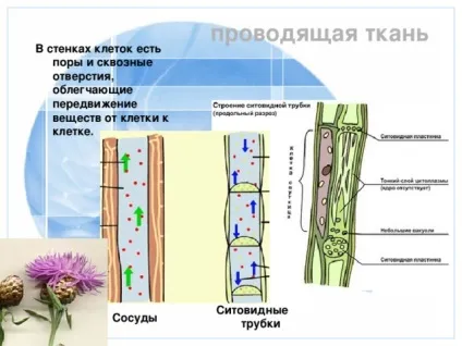 Презентація до уроку