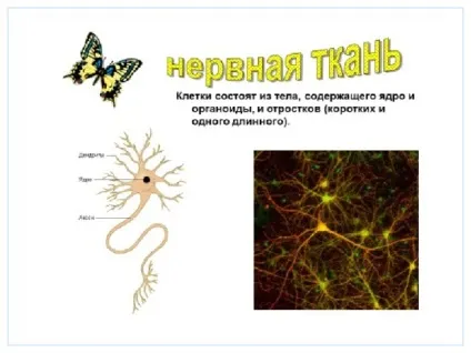 Презентація до уроку