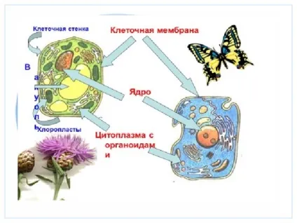 Презентація до уроку