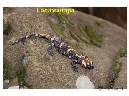 Презентація на тему чому злякавшись коня починають фиркати цьому вона очищає свій ніс і, (тему) Презентація на тему чому злякавшись коня починають фиркати цьому вона очищає свій ніс і,