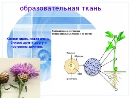 Презентація до уроку