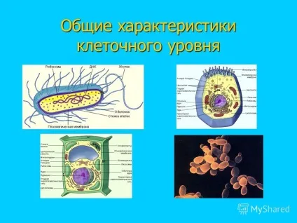 Презентація на тему клітинний рівень життя 1 (клітинний) Презентація на тему клітинний рівень життя 1