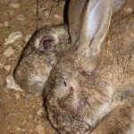 Щеплення кроликам від міксоматозу - докладна інструкція (миксоматоза) Щеплення кроликам від міксоматозу - докладна інструкція