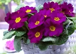 Примула кімнатна розмноження, проблеми вирощування