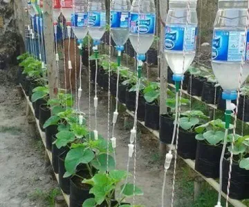 Пристосування для збору вишні (diy) (збору) Пристосування для збору вишні (diy)