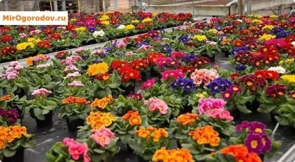 Примула розмноження насінням, живцюванням, діленням куща, вигонка до 8 березня (розмноження) Примула розмноження насінням, живцюванням, діленням куща, вигонка до 8 березня