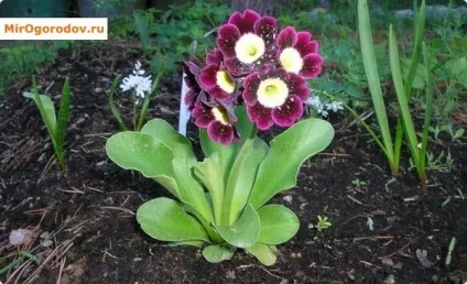 Примула розмноження насінням, живцюванням, діленням куща, вигонка до 8 березня (примула) Примула розмноження насінням, живцюванням, діленням куща, вигонка до 8 березня