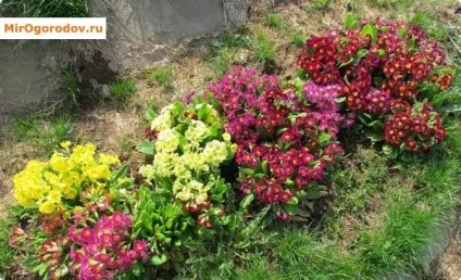 Примула розмноження насінням, живцюванням, діленням куща, вигонка до 8 березня (примула) Примула розмноження насінням, живцюванням, діленням куща, вигонка до 8 березня