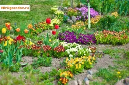 Примула розмноження насінням, живцюванням, діленням куща, вигонка до 8 березня (розмноження) Примула розмноження насінням, живцюванням, діленням куща, вигонка до 8 березня
