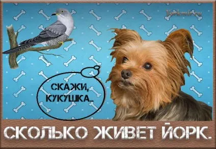 Тривалість життя йоркширського тер'єра (тривалість життя йоркширського) Тривалість життя йоркширського тер'єра