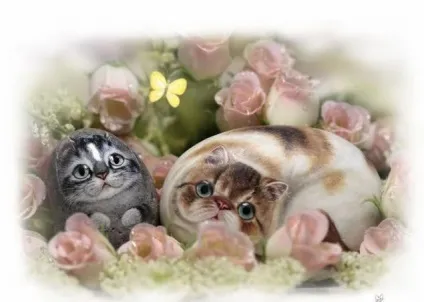 Приплющена кішки henry cats - ярмарок майстрів - ручна робота, handmade (приплющена кішки henry cats) Приплющена кішки henry cats - ярмарок майстрів - ручна робота, handmade