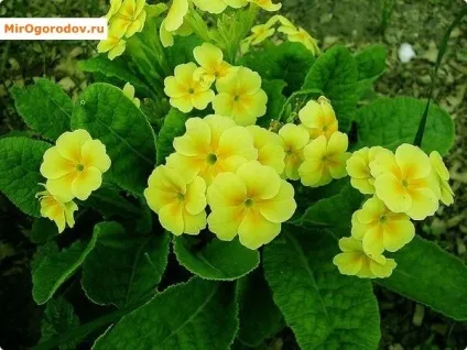 Примула розмноження насінням, живцюванням, діленням куща, вигонка до 8 березня (поділом) Примула розмноження насінням, живцюванням, діленням куща, вигонка до 8 березня