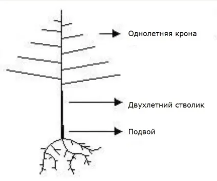 Прийоми прискореного вирощування щеплених плодових саджанців (плодових) Прийоми прискореного вирощування щеплених плодових саджанців