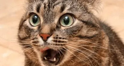 про кота