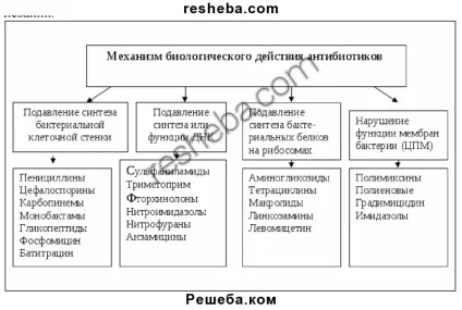 прокаріотична клітина