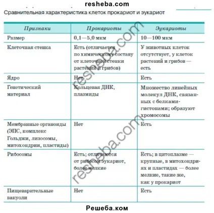 прокаріотична клітина