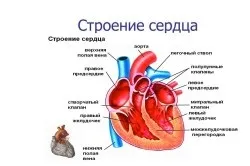 пучок Гіса