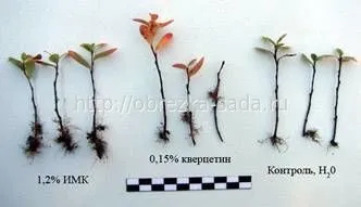 розмноження лохини