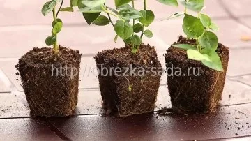 розмноження лохини