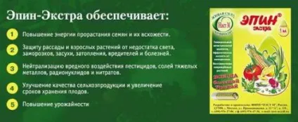 Розсада капусти на Уралі коли сіяти, садити, вирощування