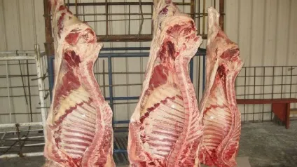 Розведення і вирощування бичків на м'ясо як бізнес в домашніх умовах (бізнес) Розведення і вирощування бичків на м'ясо як бізнес в домашніх умовах