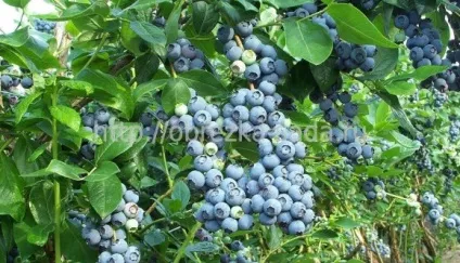 розмноження лохини