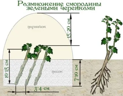 Розмноження смородини живцями навесні підготовка грунту і садивного матеріалу (грунту) Розмноження смородини живцями навесні підготовка грунту і садивного матеріалу