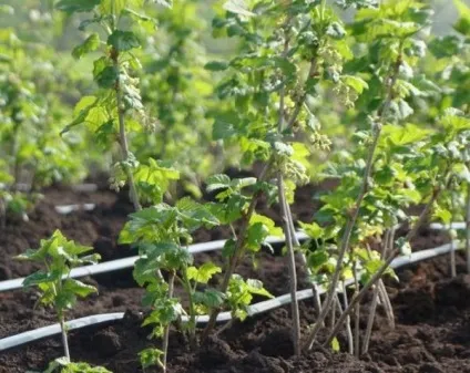 Розмноження смородини живцями навесні підготовка грунту і садивного матеріалу (навесні) Розмноження смородини живцями навесні підготовка грунту і садивного матеріалу