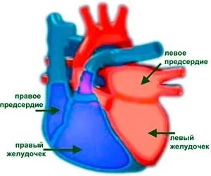 Регуляція серцевих скорочень - як працює серце людини