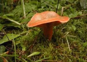 Рижики склад, калорійність, користь, рецепти (користь) Рижики склад, калорійність, користь, рецепти