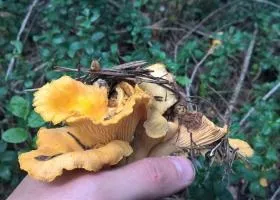 Рижики склад, калорійність, користь, рецепти (калорійність) Рижики склад, калорійність, користь, рецепти