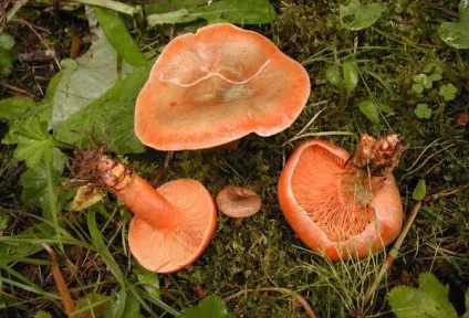 Рижики - користь і шкода, вплив на організм, рекомендації по приготуванню (користь) Рижики - користь і шкода, вплив на організм, рекомендації по приготуванню