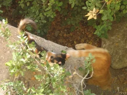 Роман-комікс про котів (20 фото) - ми рулимо! (Котяра) Роман-комікс про котів (20 фото) - ми рулимо!